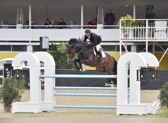 Caballo de Holstein, Semental, 9 años, 174 cm