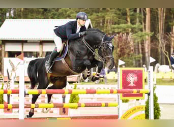 Caballo de Holstein, Semental, 9 años, 179 cm, Negro