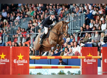 Caballo de Holstein, Semental, 19 años, Alazán