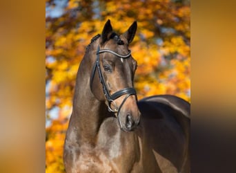 Caballo de Holstein, Semental, 20 años, 170 cm, Castaño