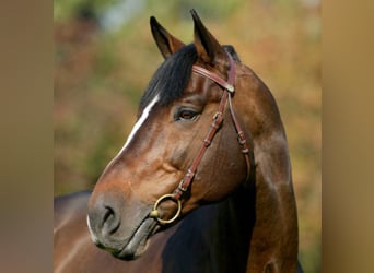 Caballo de Holstein, Semental, 33 años, 174 cm, Castaño