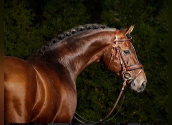 Caballo de Holstein, Semental, 26 años, 170 cm, Castaño