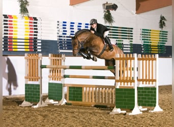 Caballo de Holstein, Semental, 26 años, 170 cm, Castaño