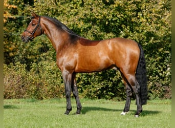 Caballo de Holstein, Semental, 26 años, 170 cm, Castaño