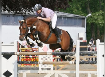 Caballo de Holstein, Semental, 26 años, 170 cm, Castaño
