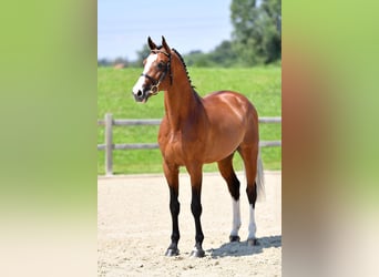 Caballo de Holstein, Semental, 14 años, 169 cm, Castaño