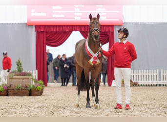 Caballo de Holstein, Semental, 3 años, 164 cm, Castaño