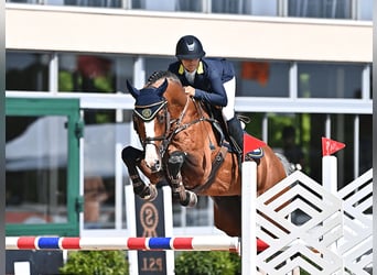 Caballo de Holstein, Semental, 14 años, 169 cm, Castaño