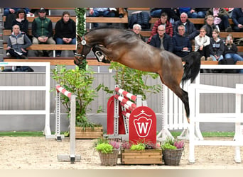 Caballo de Holstein, Semental, 3 años, 164 cm, Castaño