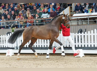 Caballo de Holstein, Semental, 3 años, 164 cm, Castaño