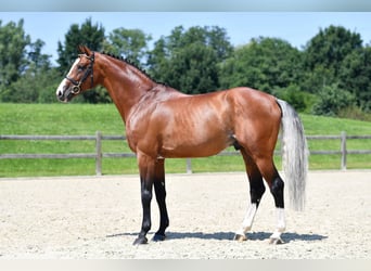 Caballo de Holstein, Semental, 14 años, 169 cm, Castaño