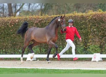 Caballo de Holstein, Semental, 3 años, 164 cm, Castaño