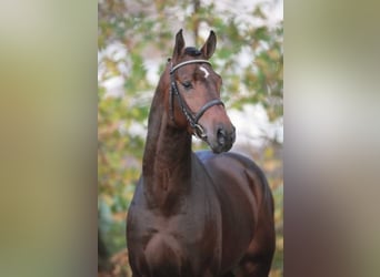 Caballo de Holstein, Semental, 21 años, Castaño oscuro