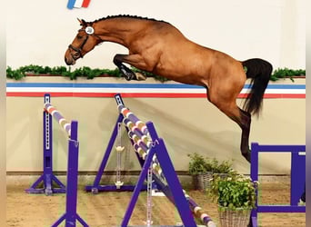 Caballo de Holstein, Semental, 3 años, 168 cm, Castaño