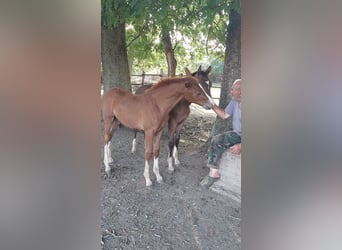 Caballo de Holstein Mestizo, Semental, Potro (04/2023), 125 cm, Alazán