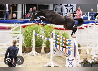 Caballo de Holstein, Semental, , 144 cm, Castaño