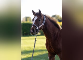 Caballo de Holstein, Semental, Potro (04/2025), 145 cm, Alazán-tostado