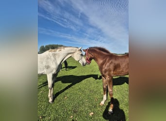 Caballo de Holstein, Semental, Potro (04/2025), 145 cm, Alazán-tostado