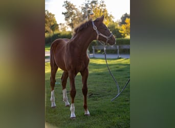 Caballo de Holstein, Semental, Potro (04/2025), 145 cm, Alazán-tostado