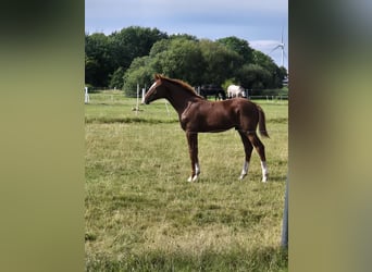 Caballo de Holstein, Semental, Potro (04/2025), 145 cm, Alazán-tostado