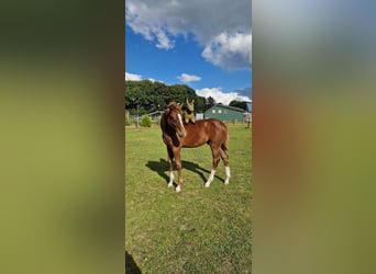 Caballo de Holstein, Semental, Potro (04/2025), 145 cm, Alazán-tostado