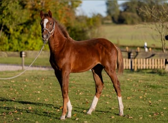 Caballo de Holstein, Semental, Potro (04/2025), 145 cm, Alazán-tostado