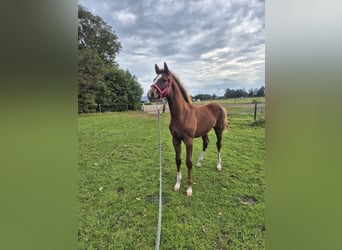 Caballo de Holstein, Semental, Potro (04/2025), 145 cm, Alazán-tostado