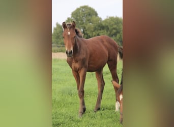 Caballo de Holstein, Semental, Potro (05/2026), 164 cm, Castaño