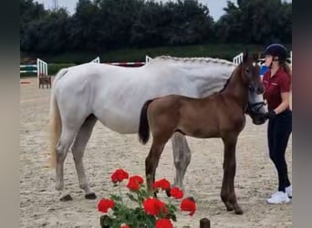 Caballo de Holstein, Semental, Potro (05/2025), 168 cm