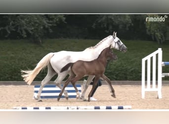 Caballo de Holstein, Semental, Potro (05/2025), 168 cm