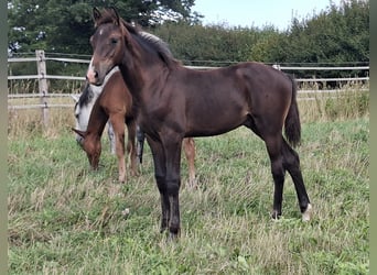 Caballo de Holstein, Semental, Potro (04/2026), 168 cm, Castaño oscuro