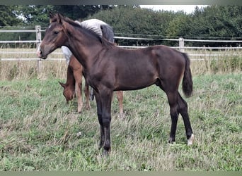 Caballo de Holstein, Semental, Potro (04/2026), 168 cm, Castaño oscuro