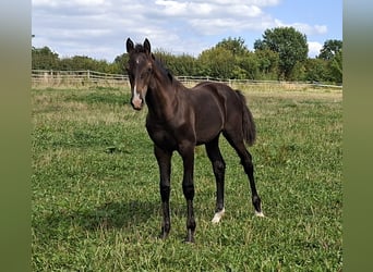 Caballo de Holstein, Semental, Potro (04/2026), 168 cm, Castaño oscuro