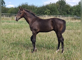 Caballo de Holstein, Semental, Potro (04/2026), 168 cm, Castaño oscuro