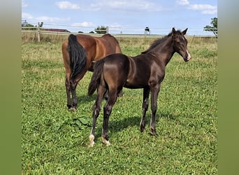 Caballo de Holstein, Semental, Potro (04/2026), 168 cm, Castaño oscuro