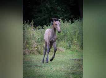 Caballo de Holstein, Semental, Potro (02/2023), 168 cm, Musgo