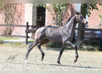 Caballo de Holstein, Semental, Potro (04/2024), 168 cm, Tordo