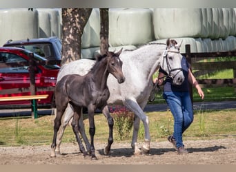 Caballo de Holstein, Semental, Potro (04/2024), 168 cm, Tordo