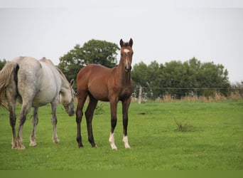 Caballo de Holstein, Semental, Potro (04/2026), 168 cm, Tordo