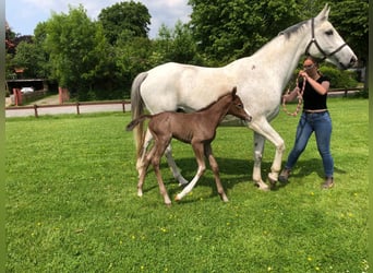 Caballo de Holstein, Semental, Potro (06/2025), 168 cm, Tordo