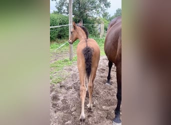 Caballo de Holstein, Semental, Potro (05/2025), 169 cm, Castaño