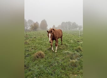 Caballo de Holstein, Semental, Potro (05/2025), 170 cm, Alazán
