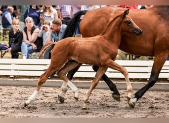 Caballo de Holstein, Semental, Potro (03/2024), 170 cm, Alazán-tostado