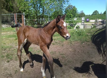 Caballo de Holstein, Semental, Potro (05/2024), 170 cm, Castaño