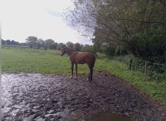 Caballo de Holstein, Semental, Potro (05/2024), 170 cm, Castaño