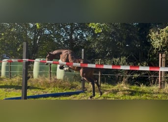 Caballo de Holstein, Semental, Potro (05/2024), 170 cm, Castaño