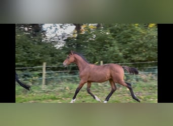 Caballo de Holstein, Semental, Potro (05/2024), 170 cm, Castaño