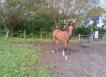 Caballo de Holstein, Semental, Potro (05/2024), 170 cm, Castaño