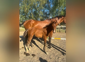 Caballo de Holstein, Semental, Potro (04/2026), 170 cm, Castaño