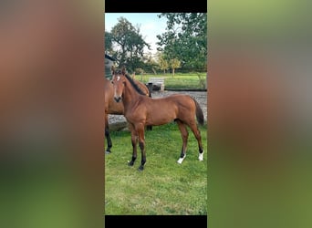 Caballo de Holstein, Semental, Potro (05/2024), 170 cm, Castaño